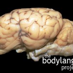 BodyLanguageProjectCom - Amygdala