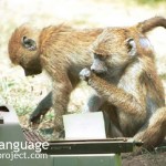 BodyLanguageProjectCom - Anthropology Monkeys Typing