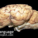 BodyLanguageProjectCom - Hippocampus