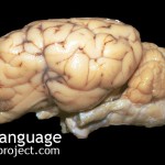 BodyLanguageProjectCom - Neocortex Or Mammalian Brain